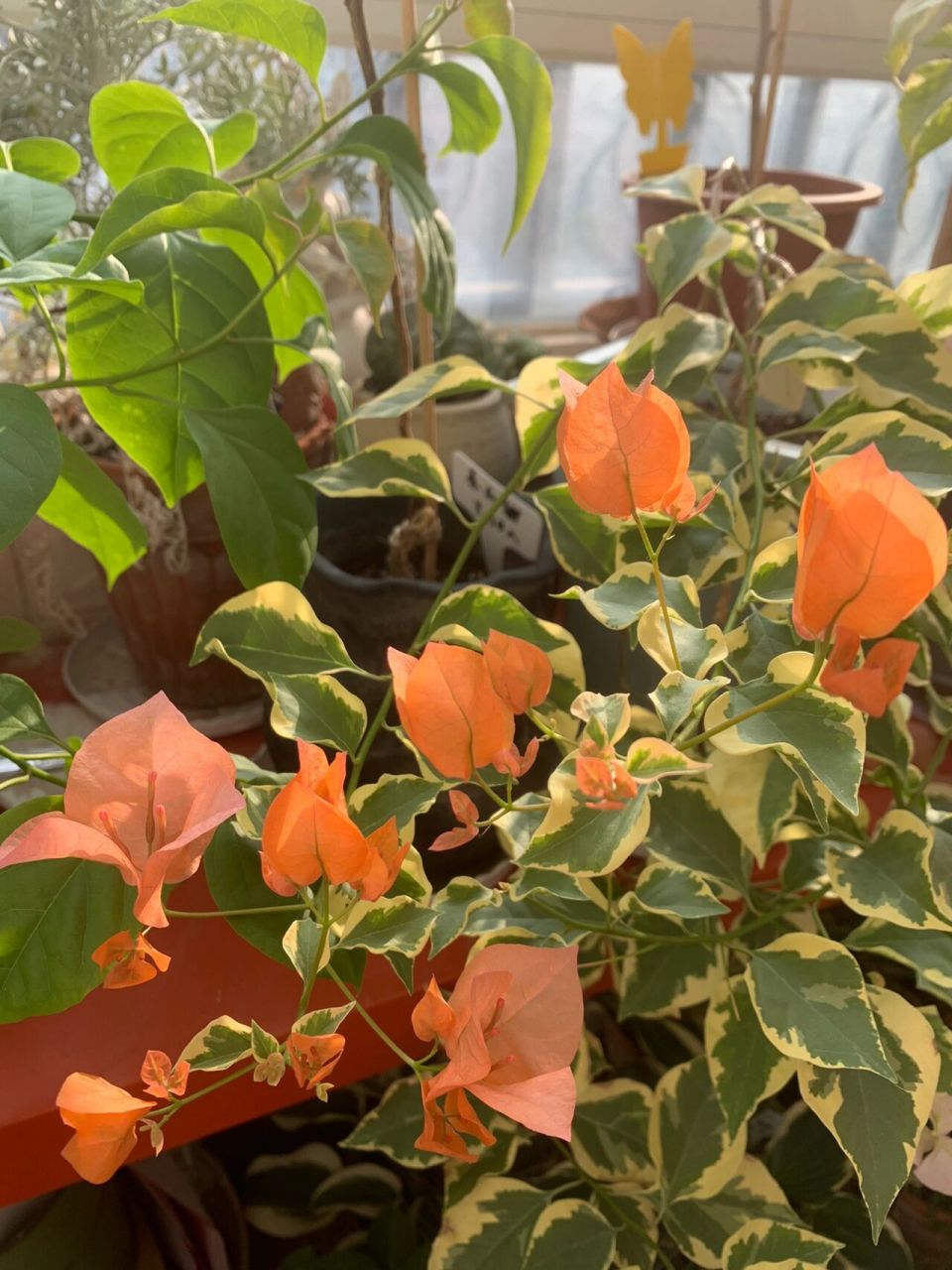 三角梅 橙冰 我的花友说我养的花颜色都很清新,可能是因为都是隔着