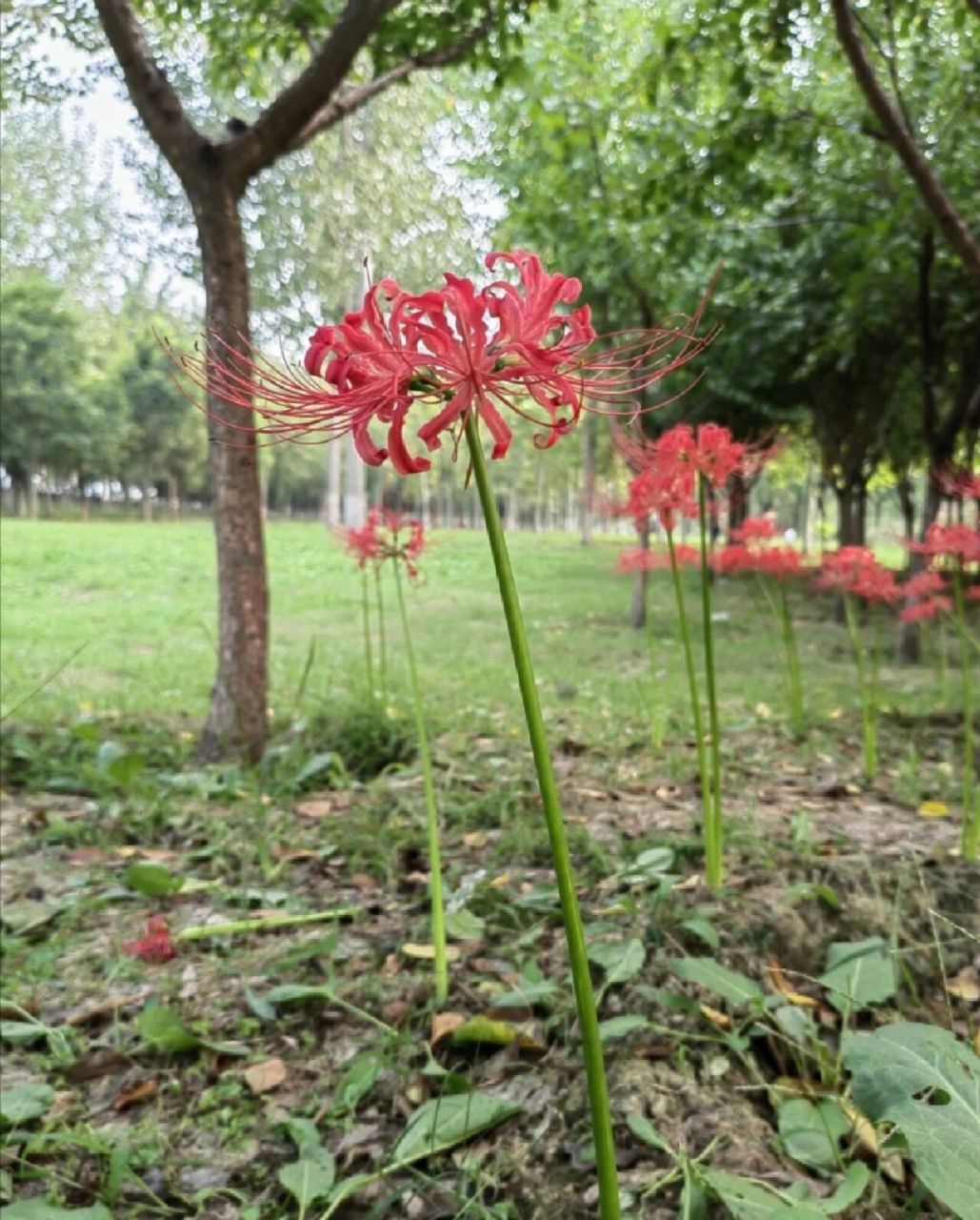 十大冥界之花 彼岸花水晶花曼陀罗黑玫瑰罂粟玛格丽特 昙花荼蘼花