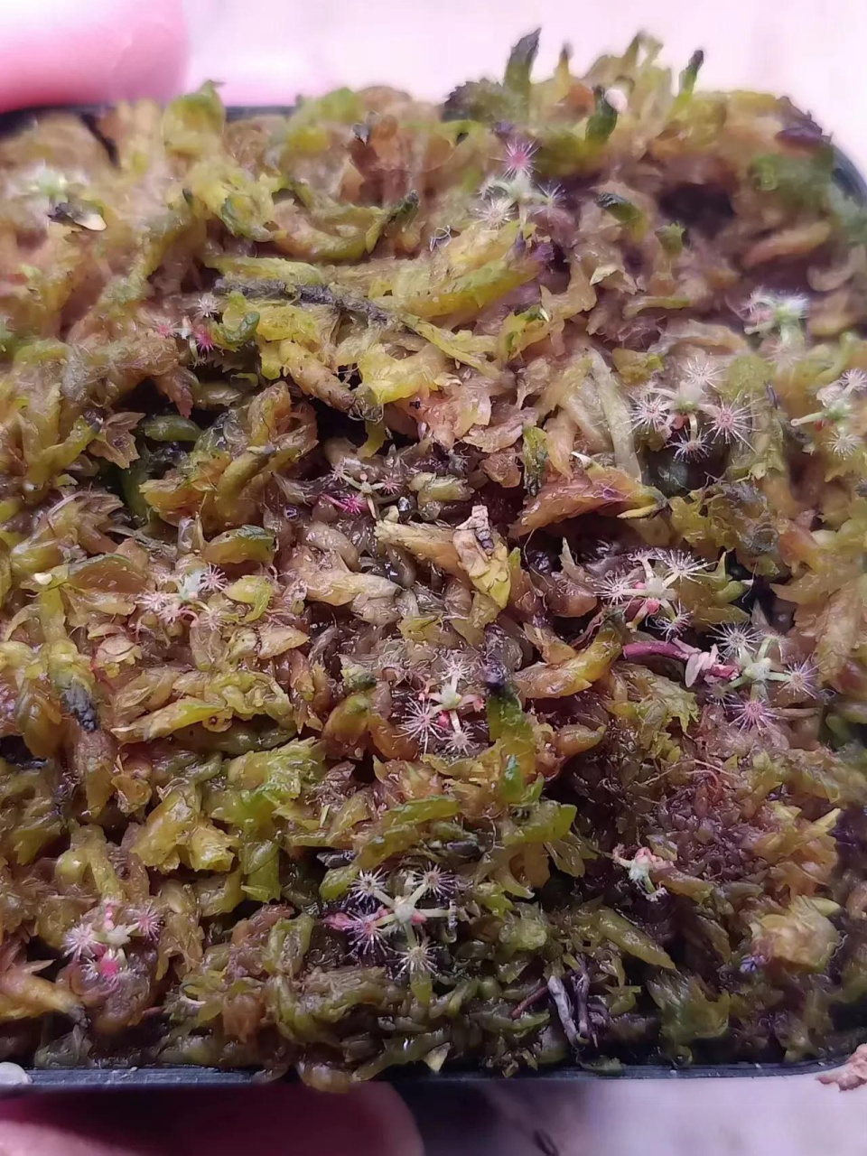 迷你茅膏菜冬芽发芽率真高 半个月左右的时间迷你茅膏菜冬芽都陆续