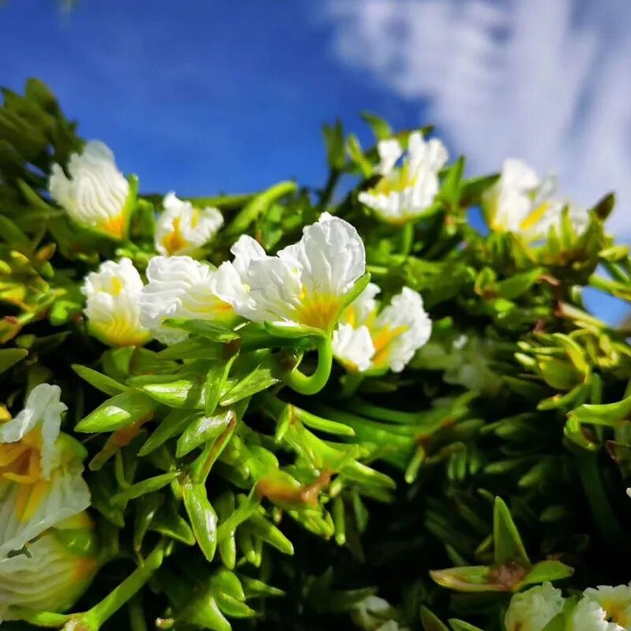 云南菜尝鲜|大理洱海海菜花,又名水性杨花