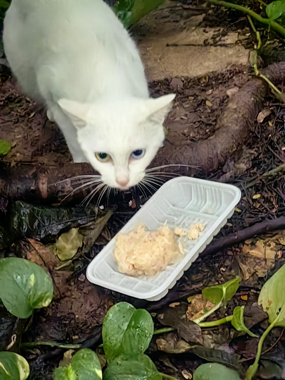 cv贾诩#今日份喂流浪猫[太开心][太开心]时隔两个月,终于再次相见