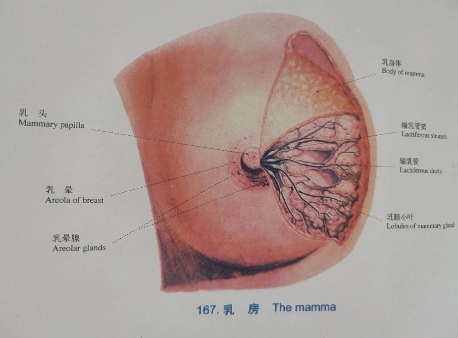 乳房外部结构图片