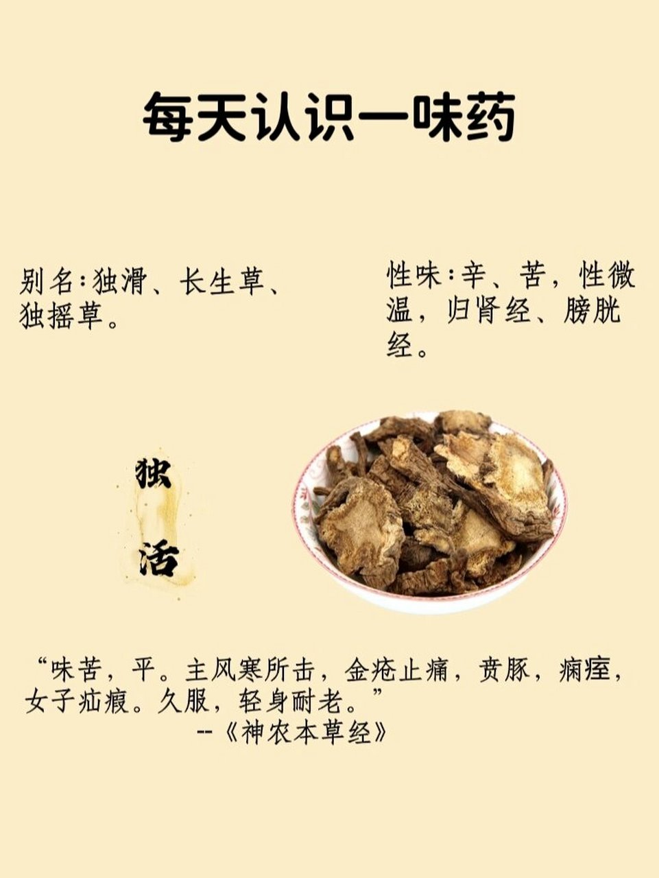 每天认识一味药--独活 7515功效与作用 祛风除湿,止痛 独活能够