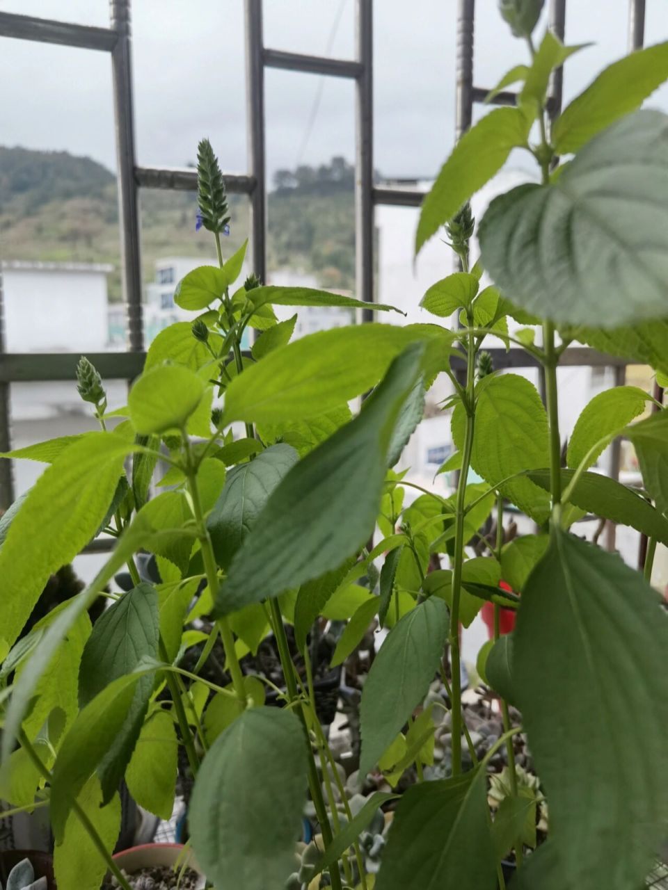 奇亚籽长出来居然是这样的 之前不是有人泡奇亚籽忘了然后发芽了吗,我