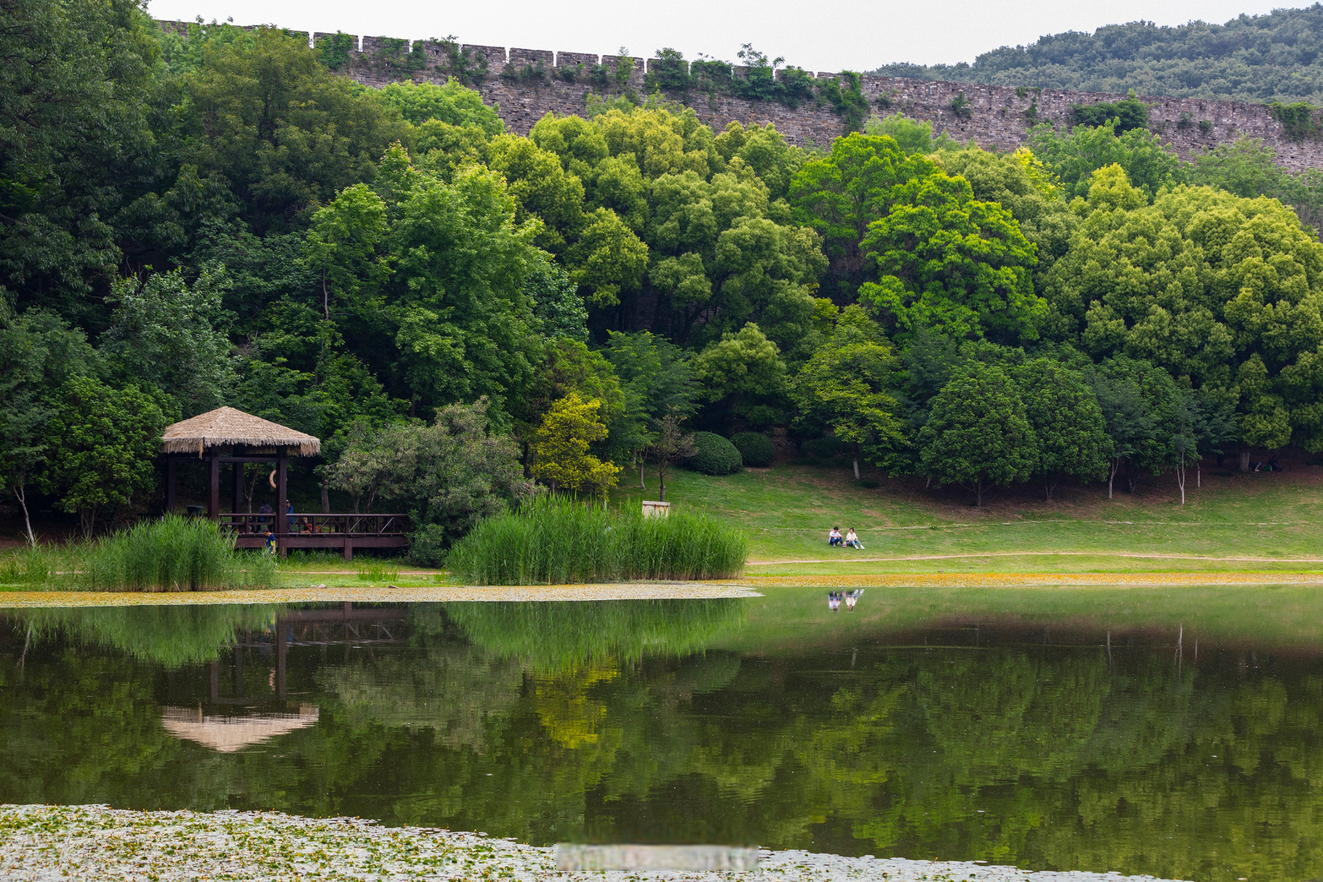 清晨的南京琵琶湖.#寻美中国