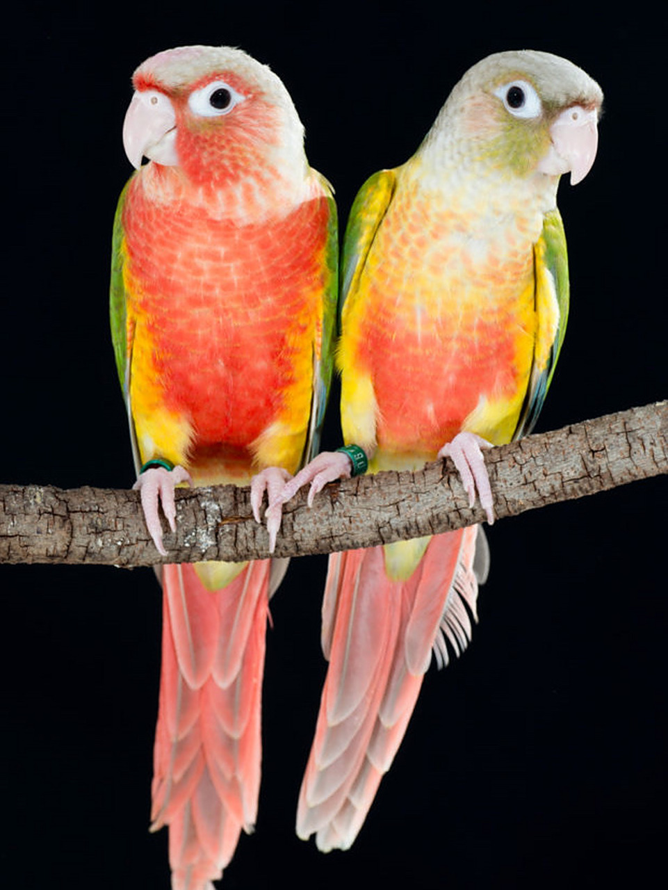 绿颊锥尾鹦鹉|小太阳鹦鹉 94绿颊锥尾鹦鹉(pyrrhura molinae)的变种