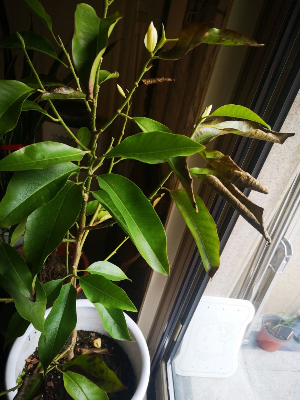 白兰花叶子焦黄怎么救?