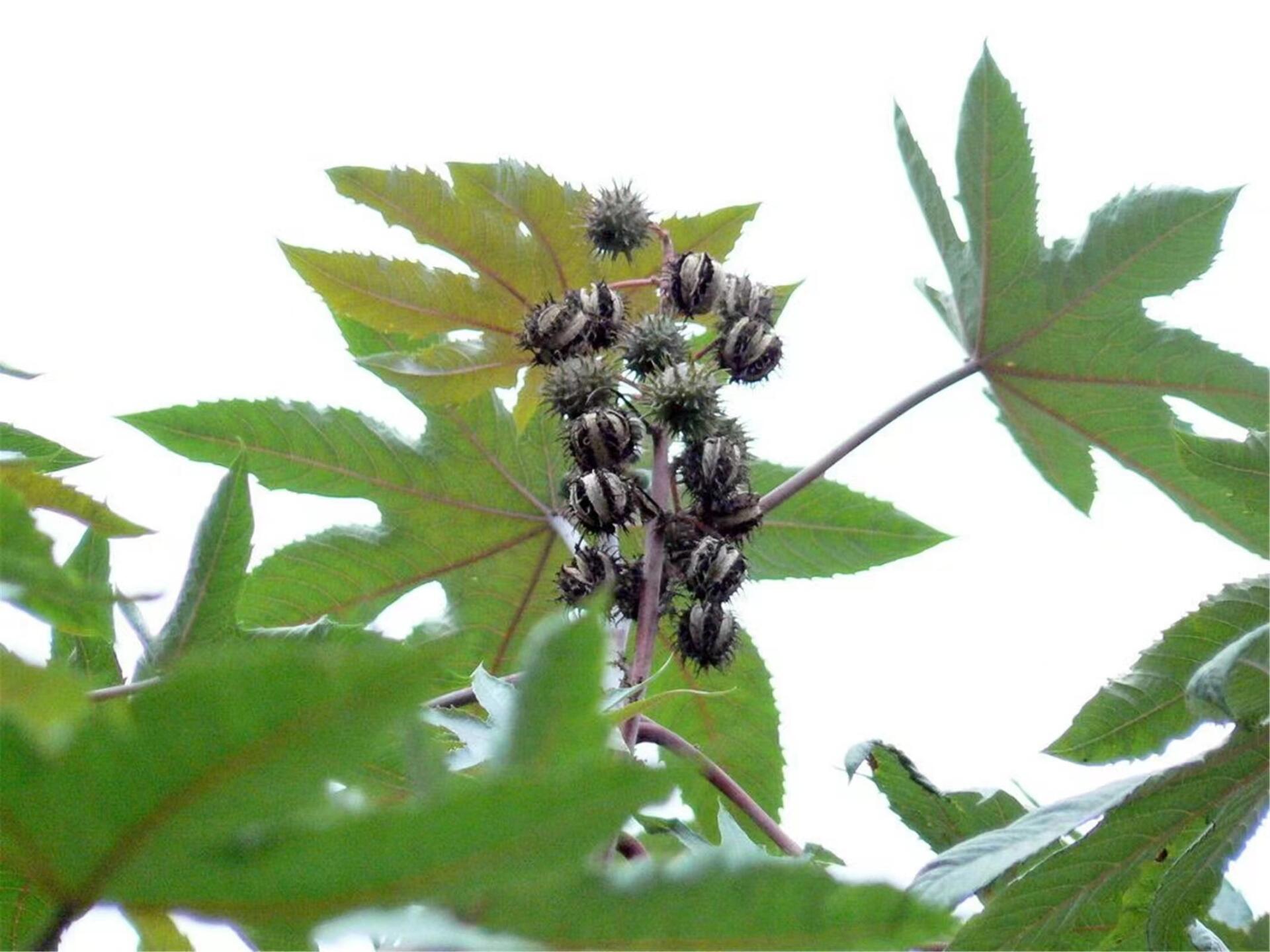 蓖麻 大戟科蓖麻属植物 植物毒性:蓖麻毒蛋白,蓖麻碱.