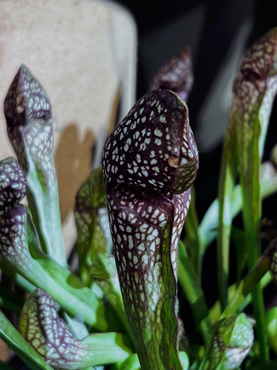 猩红瓶子草 食虫草本植物 白瓶子草&鹦鹉瓶子草杂交品种 98喜强光