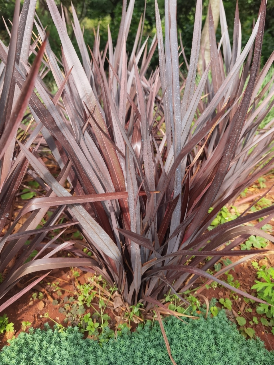 麻兰阿福花科 阿福花科,麻兰属,phormium tenar
