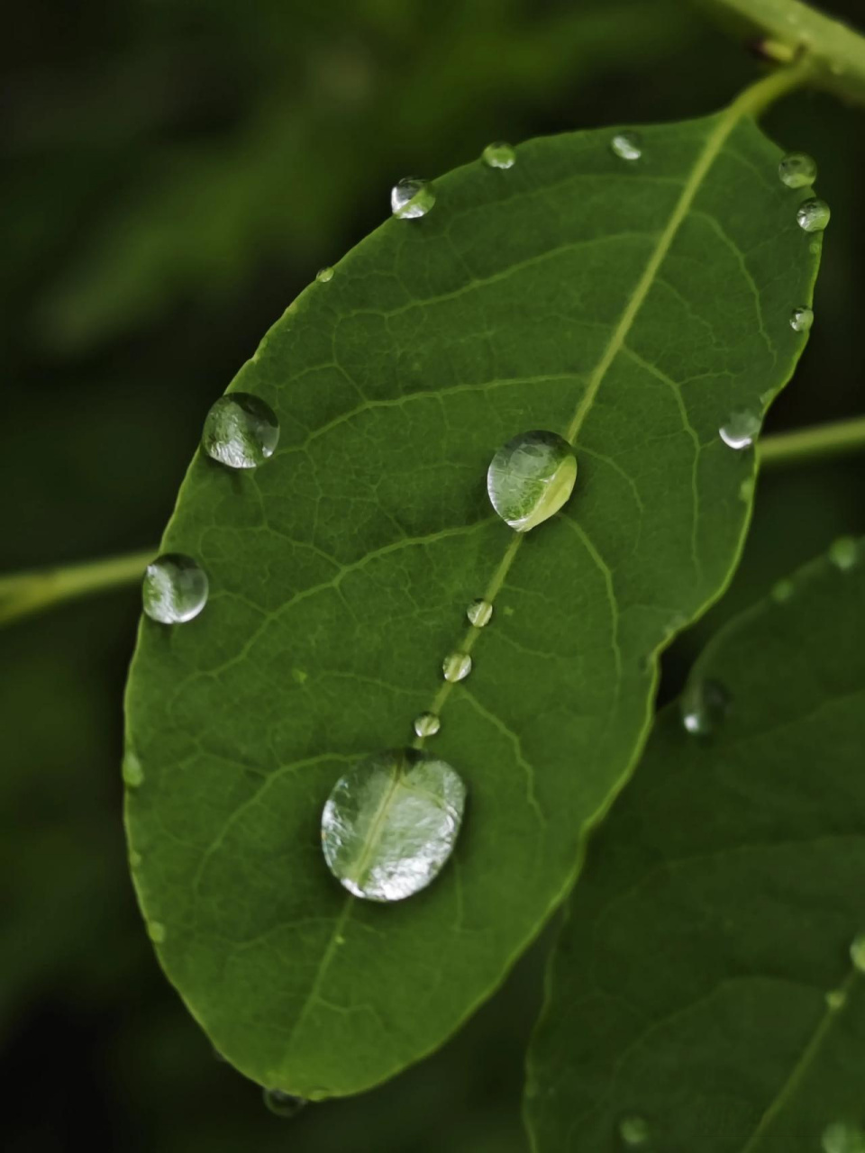 雨后树叶滴水的图片图片