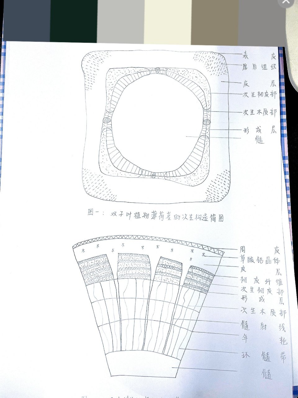 茎叶图例题图片