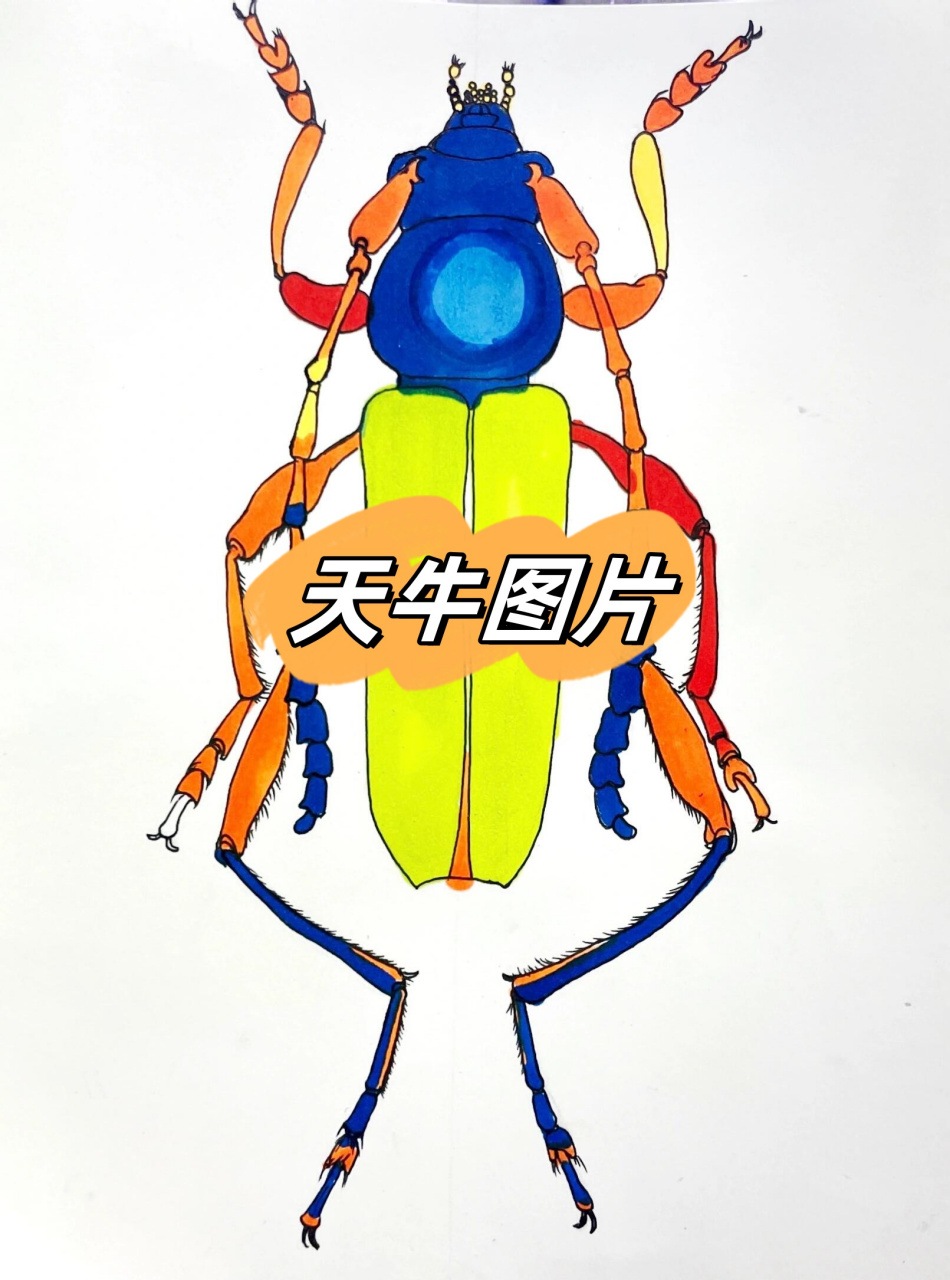 天牛图片 哈喽,亲爱的小伙伴们,今天给大家带来了一张超有特色的天牛