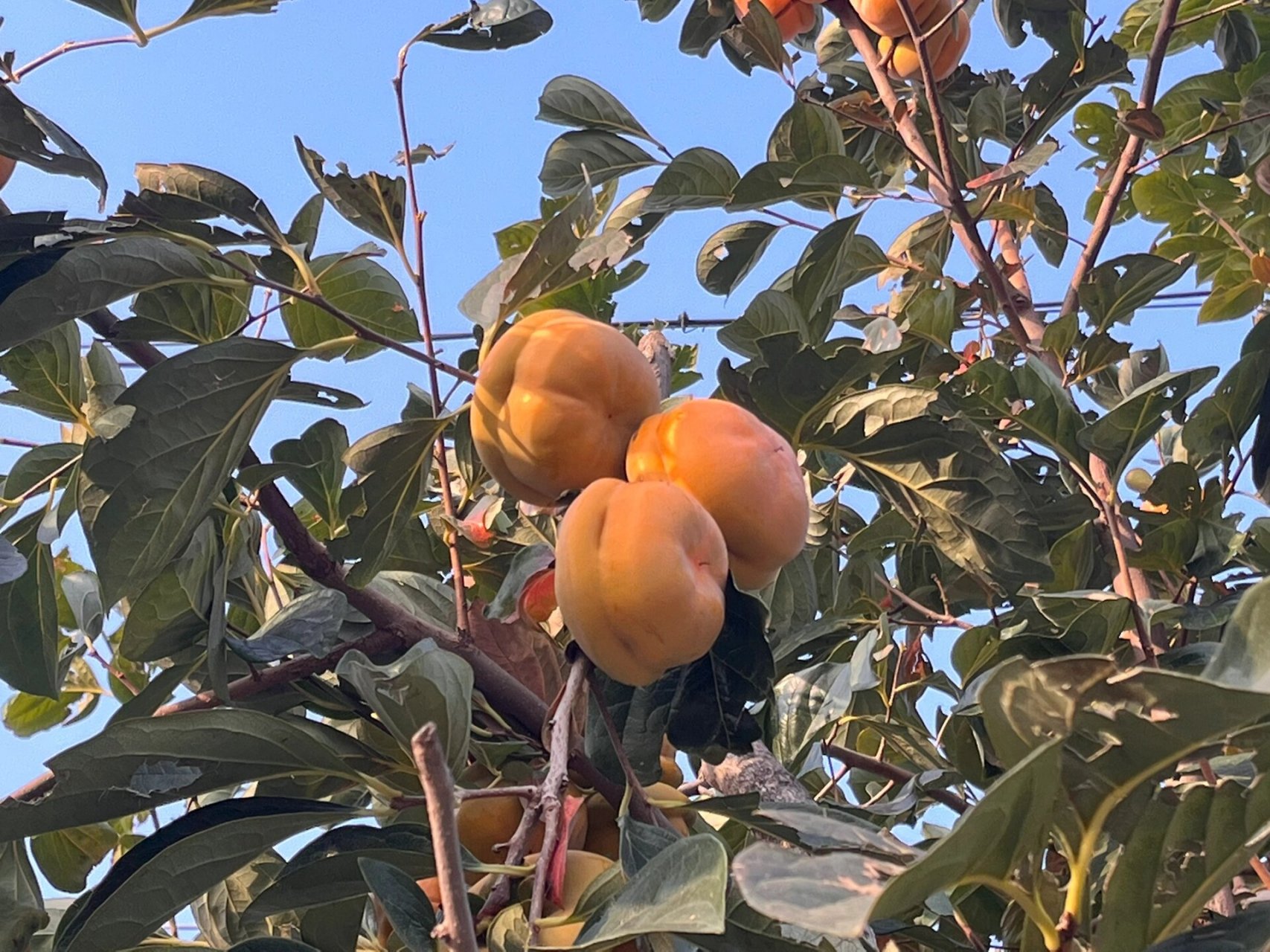 对就是房山张坊镇 磨盘柿子,今天我们开心农庄偶遇 野享玩!