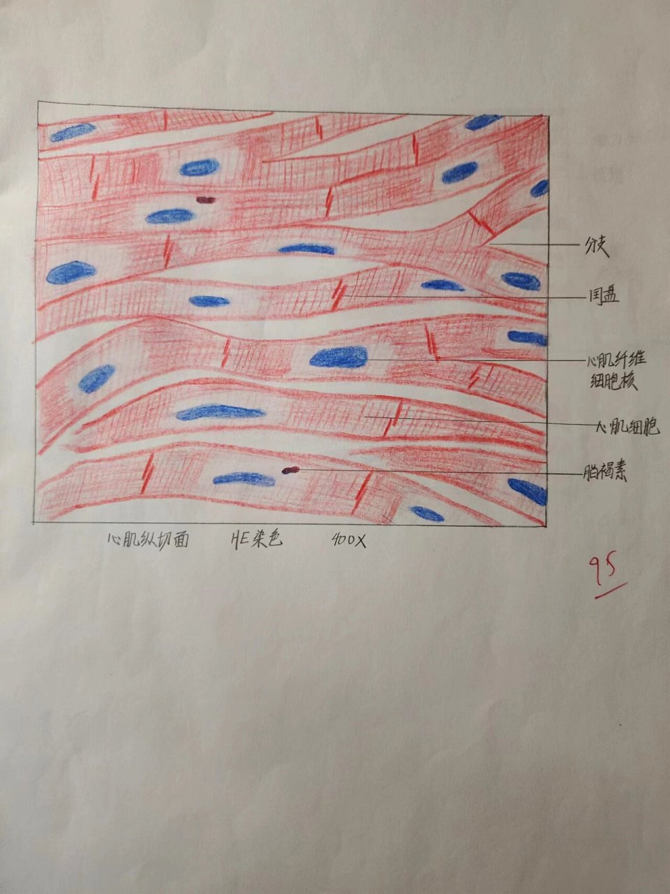 组胚绘图-心肌,有髓神经纤维