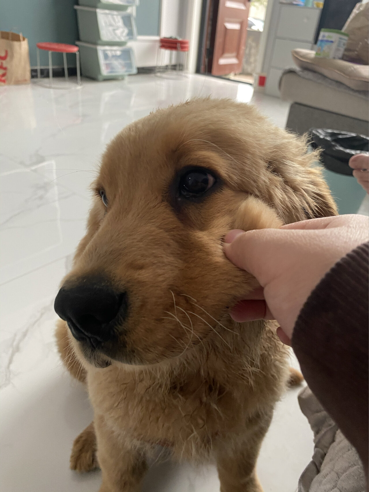 说好的金毛大暖男的呢!