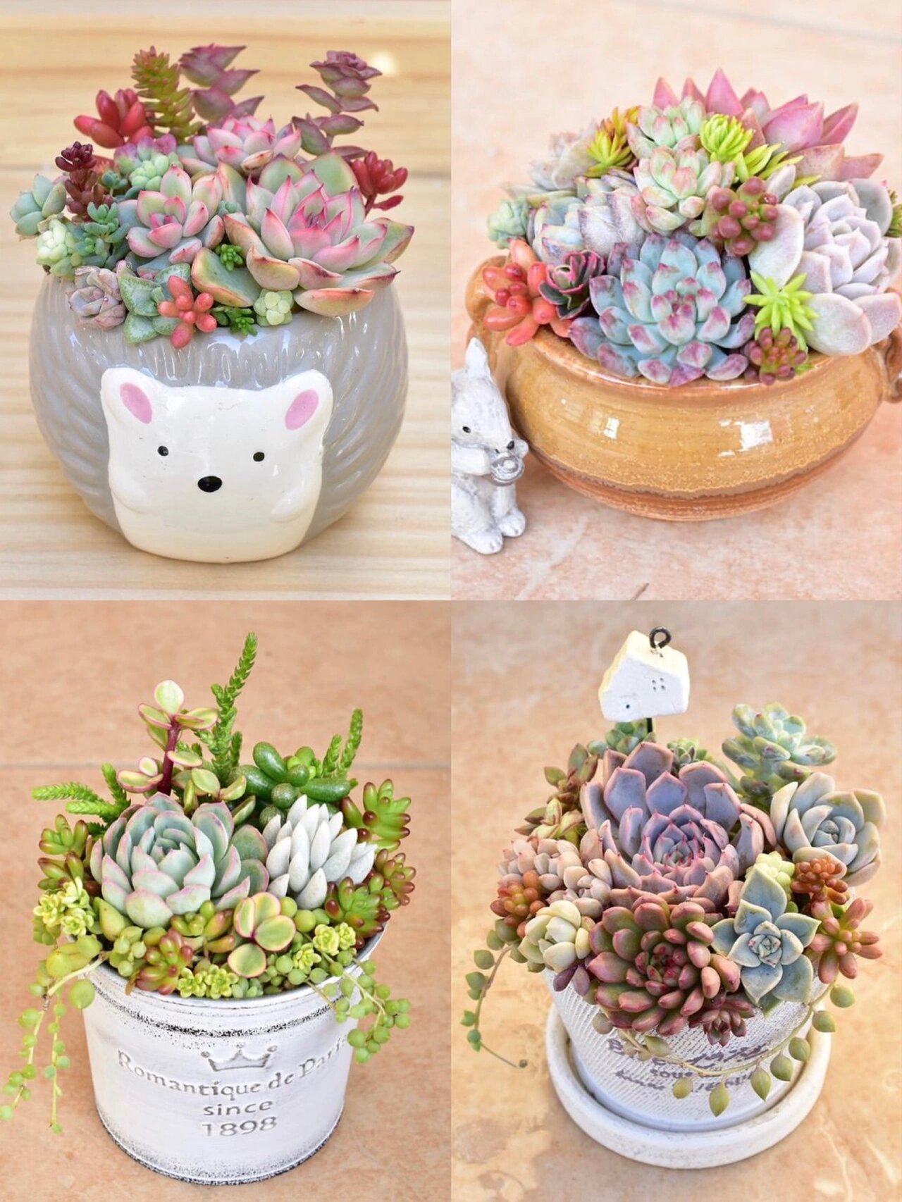 爱拼才好看!多肉组合玩法,你也可以尝试一下