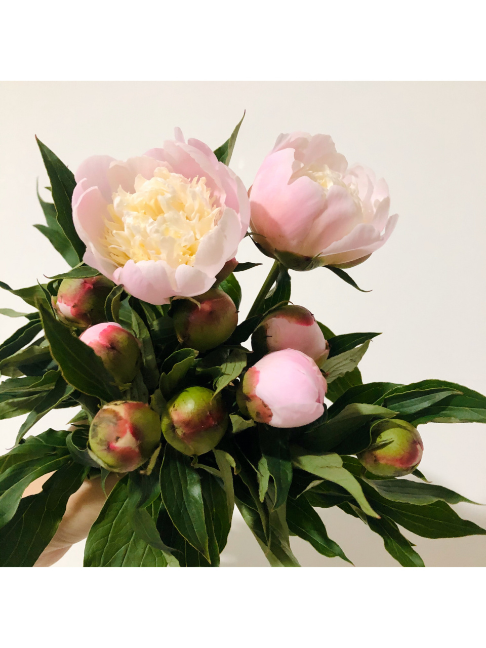 史上最详细啰嗦的铁蛋开花重瓣芍药养护教程 盒马做活动花19元买了10