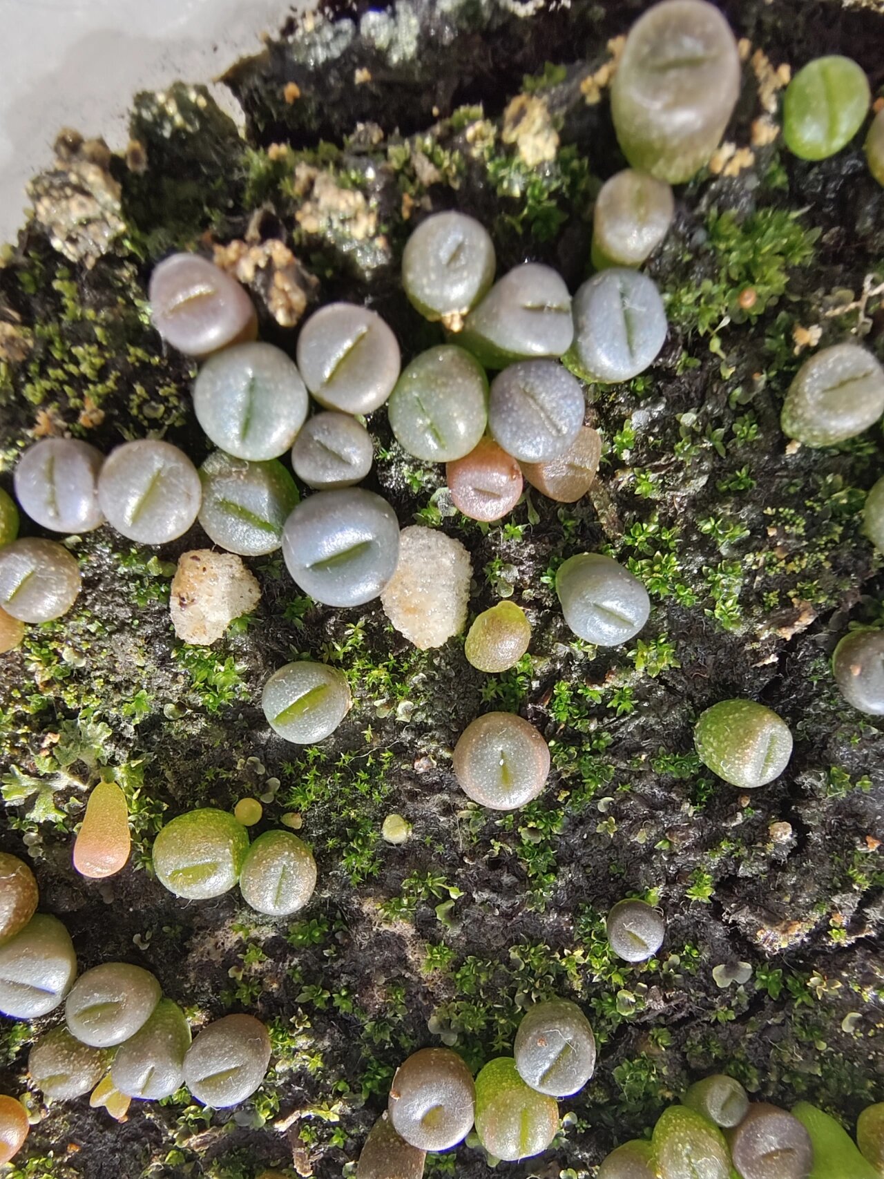 生石花长大后的样子图片