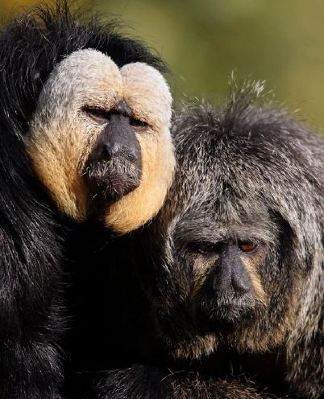 是僧面猴属最小的物种.体长33至35厘米,体重0.7至2.5千克.