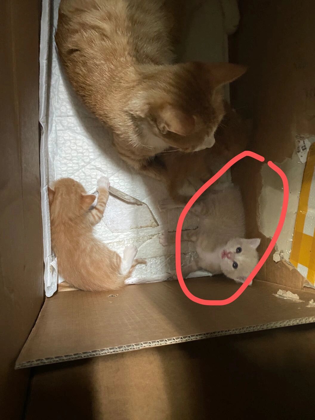 帮我看看小奶猫是乳白英短和橘猫的串串吗