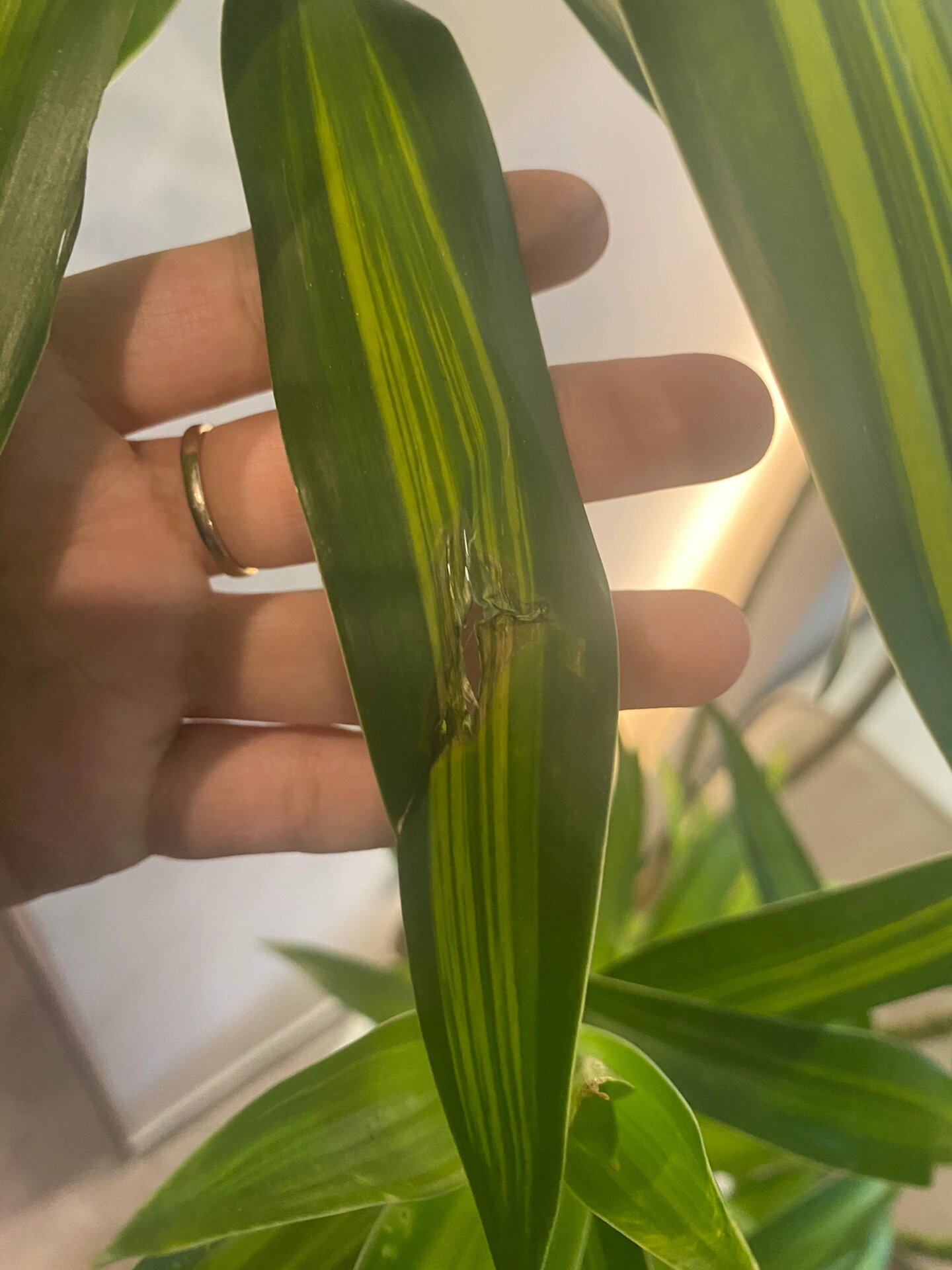 求救百合竹长黄斑