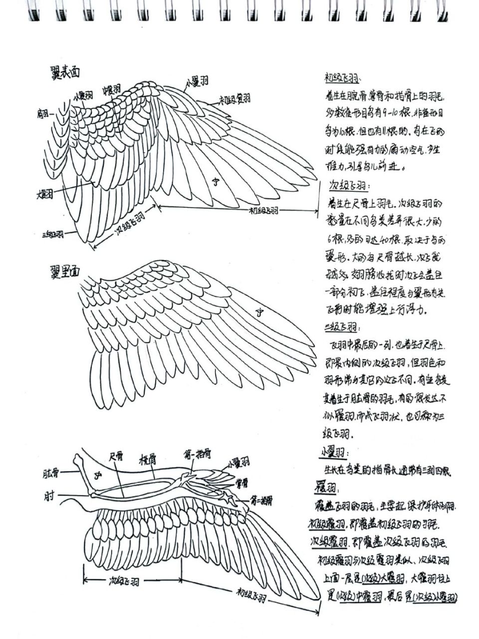 鸟类飞行动作分解图图片