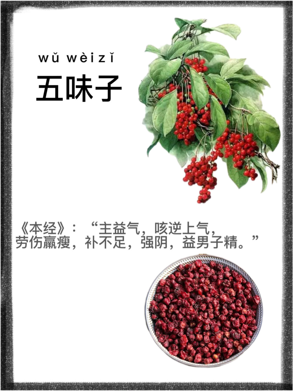 第五十七天:识《五味子》 别名:北五味子,辽五味子,山花椒 五味子是一
