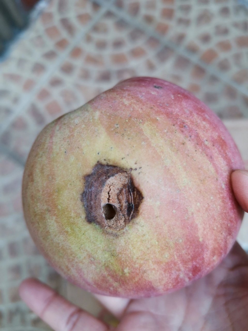 网购的糖心丑苹果,实在是.无语,有没有亲能解答下这是丑?还是烂?