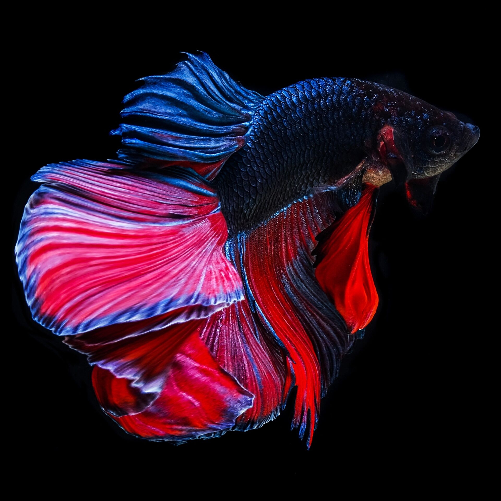 斗鱼写生素材 | 爱上鱼鱼95的"裙子"         被黑色背景孤立的斗鱼