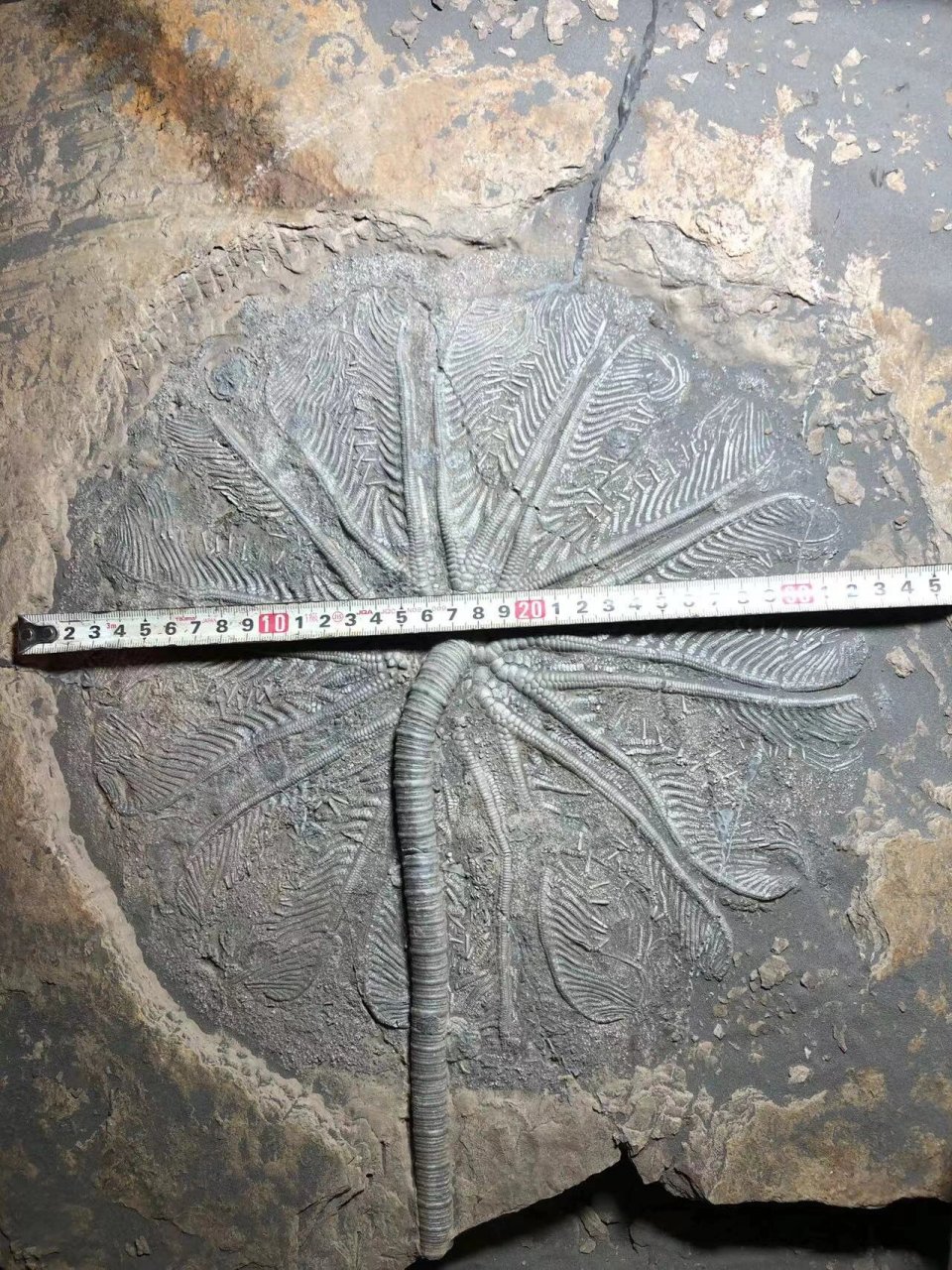 贵州关岭创孔海百合化石 贵州关岭创孔海百合化石,距今2亿年前的