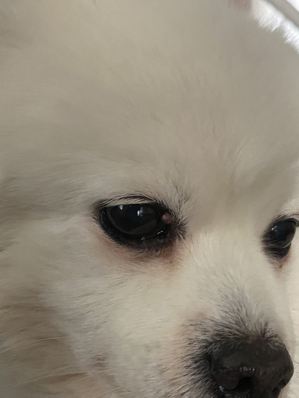 狗狗上眼睑长瘤子 十一岁的老太太,一年多前发现上眼皮长了个小肉瘤