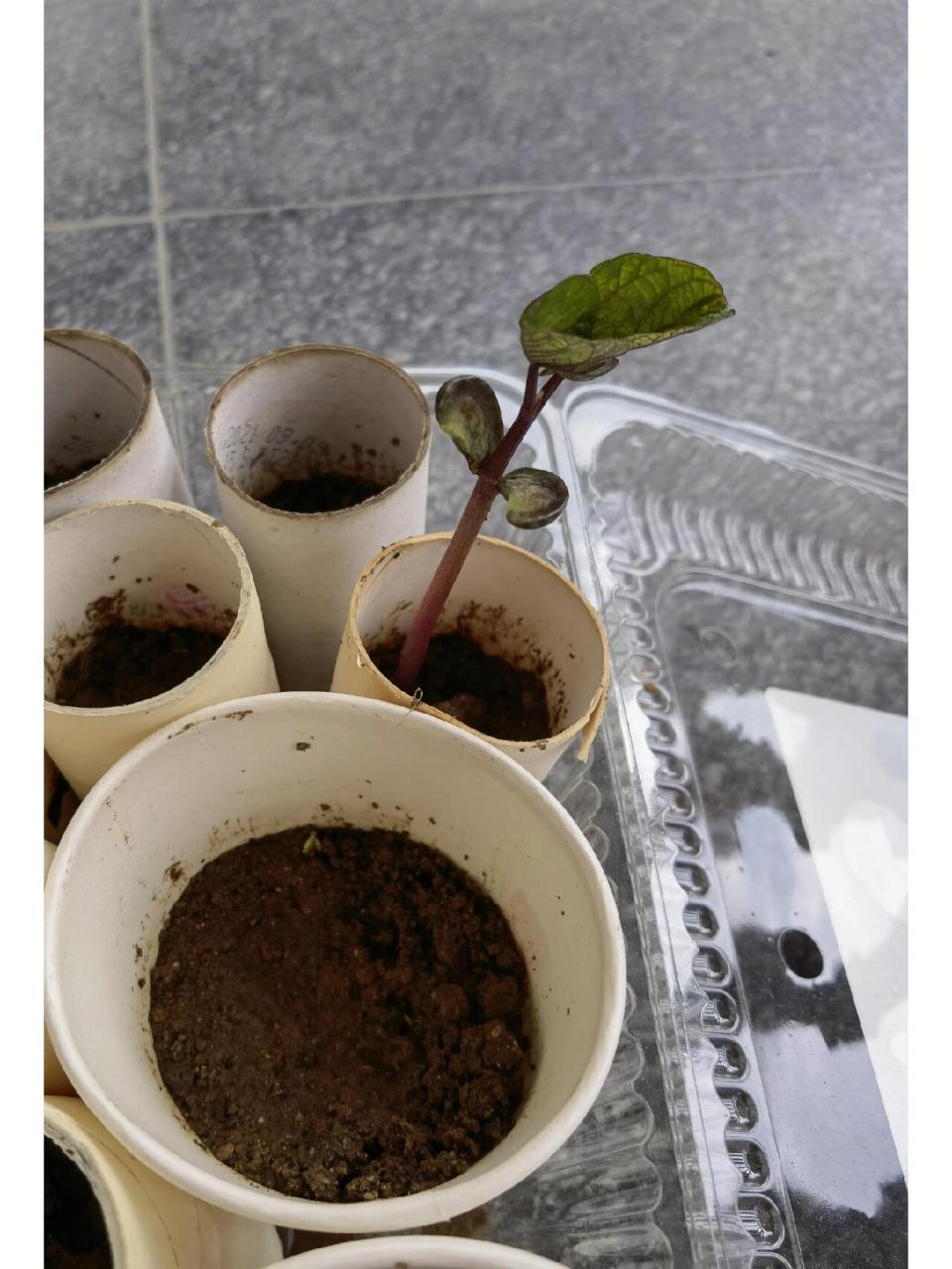 芸豆育苗 今早一看,芸豆苗已经长出来了,感觉这手纸卷做的育苗盒还是