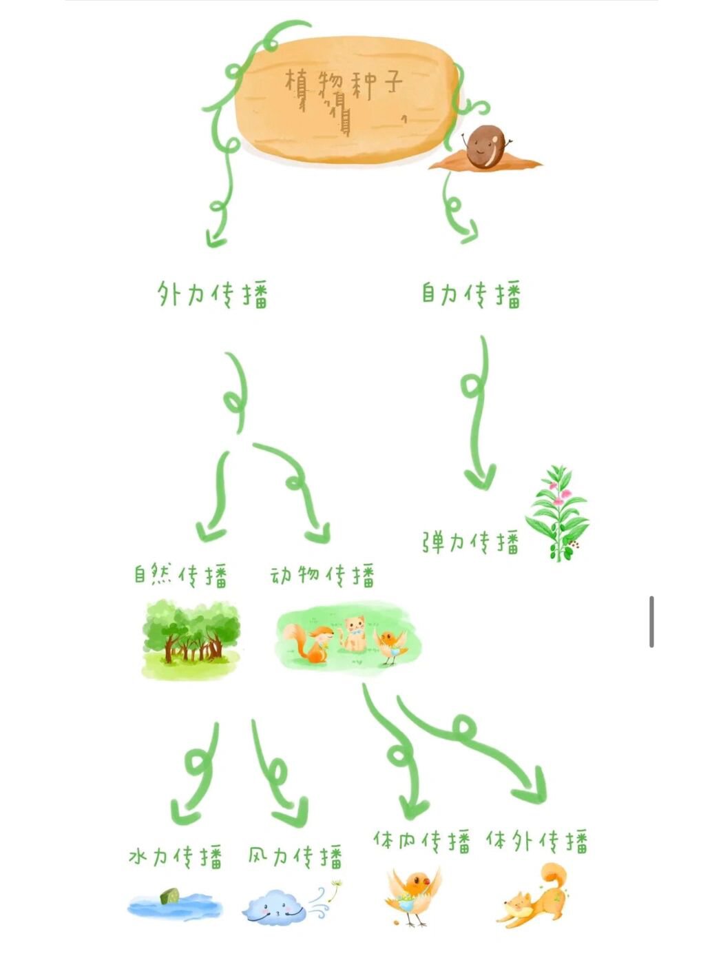 种子的传播方式导图图片