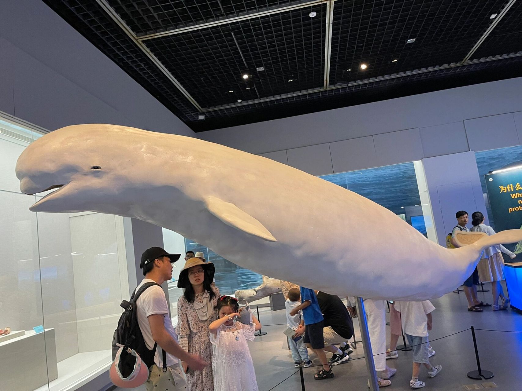 距离杭州2小时车程 位于宁波博物馆 藏着一个关于鲸鱼的秘密 这里不仅