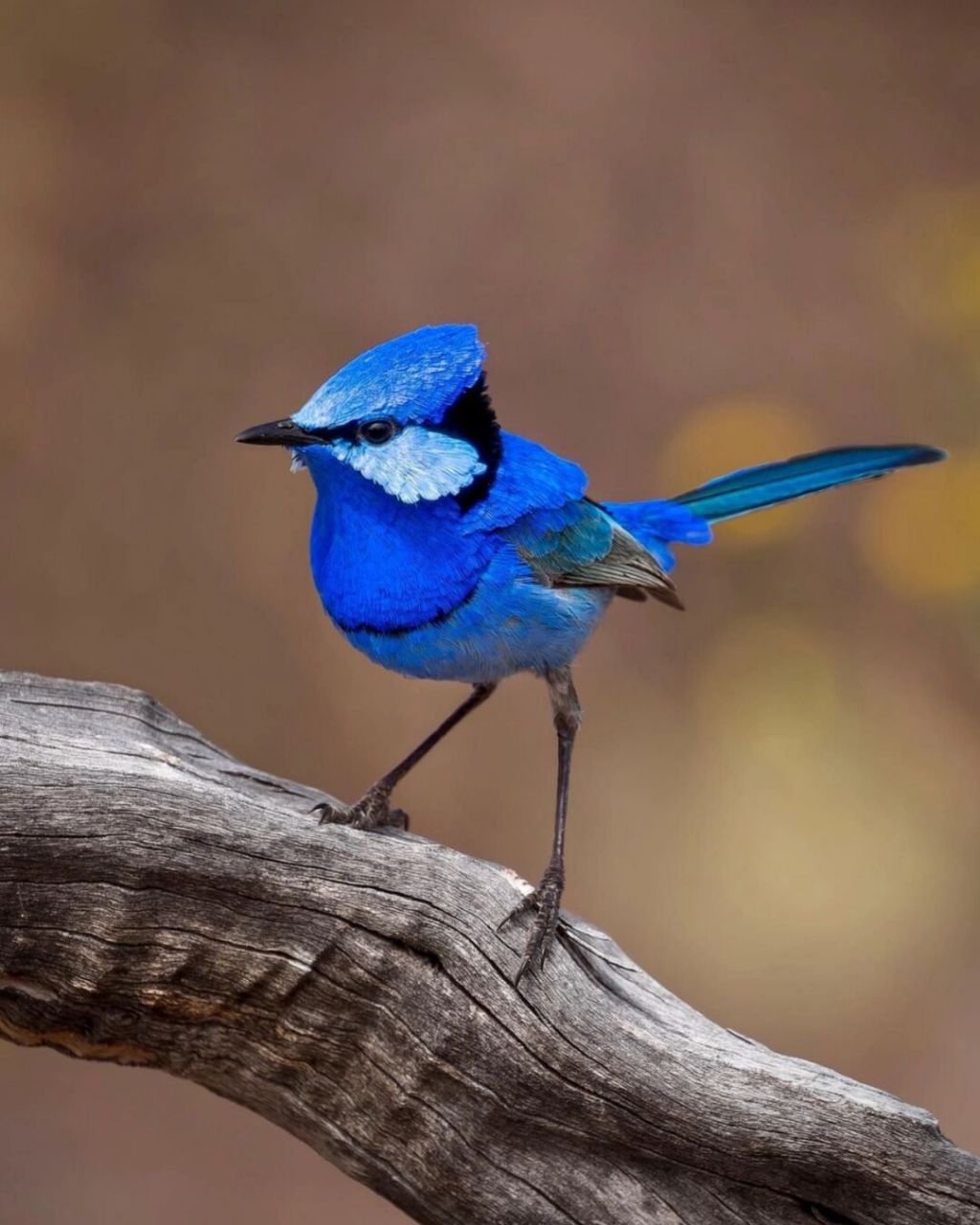 辉蓝细尾鹩莺 #辉蓝细尾鹩莺# #鸟类# #保护动物