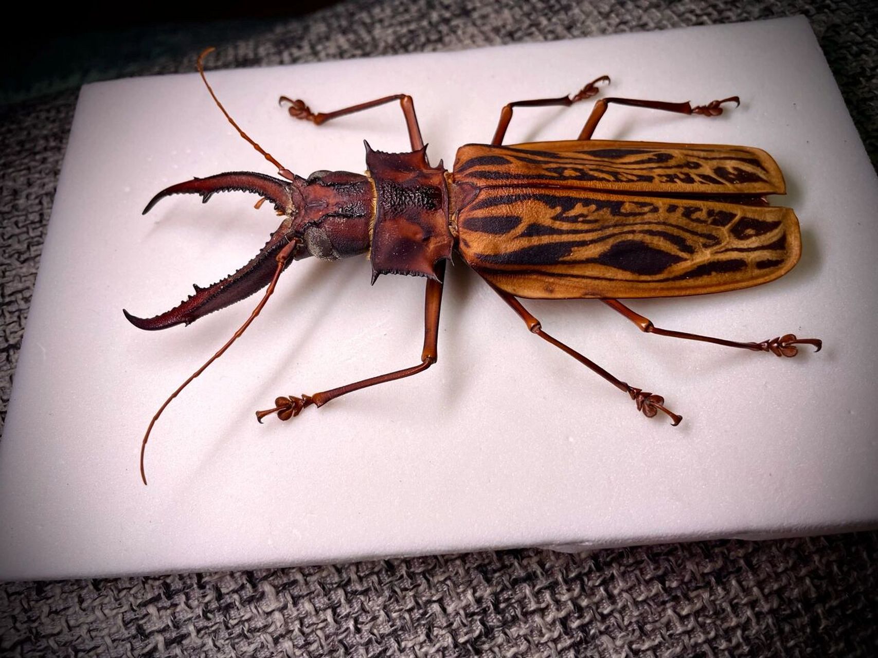 鹿角长牙大天牛   来自秘鲁的鹿角长牙天牛 也是明星物种了 很早就很