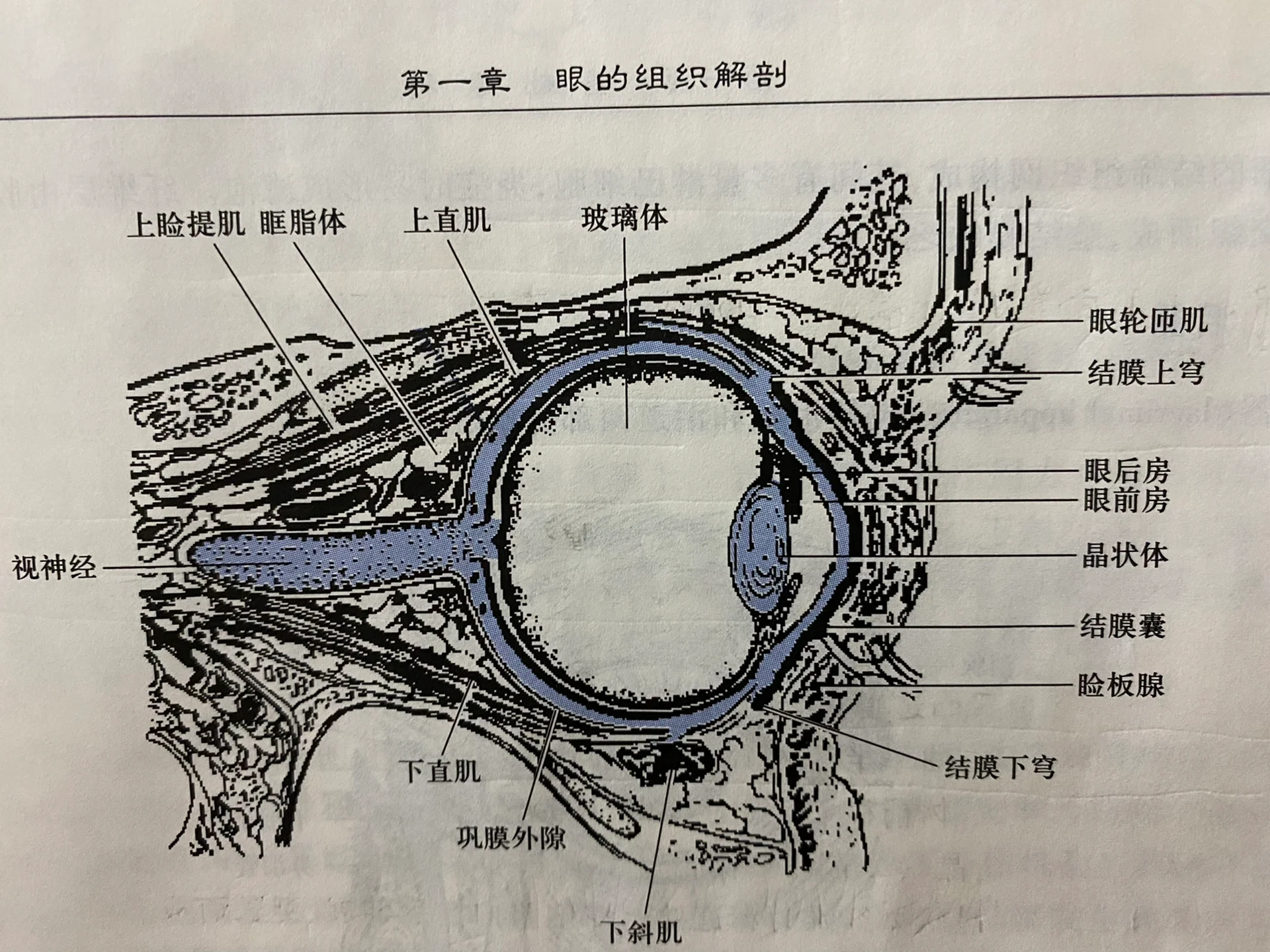 骨窝图片