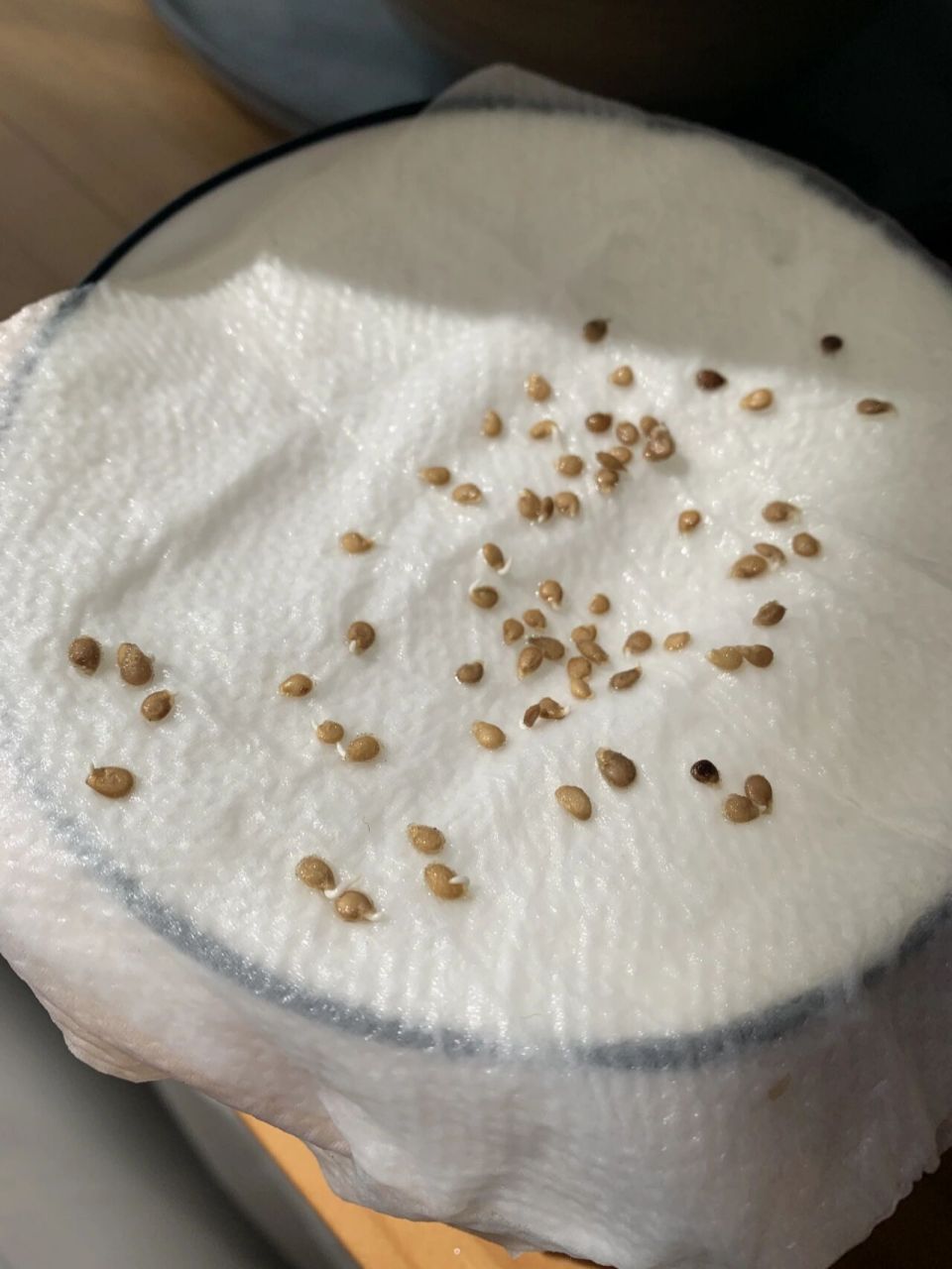 开始育种 图一西红柿 图二荆芥 荆芥种子泡水毛绒绒的