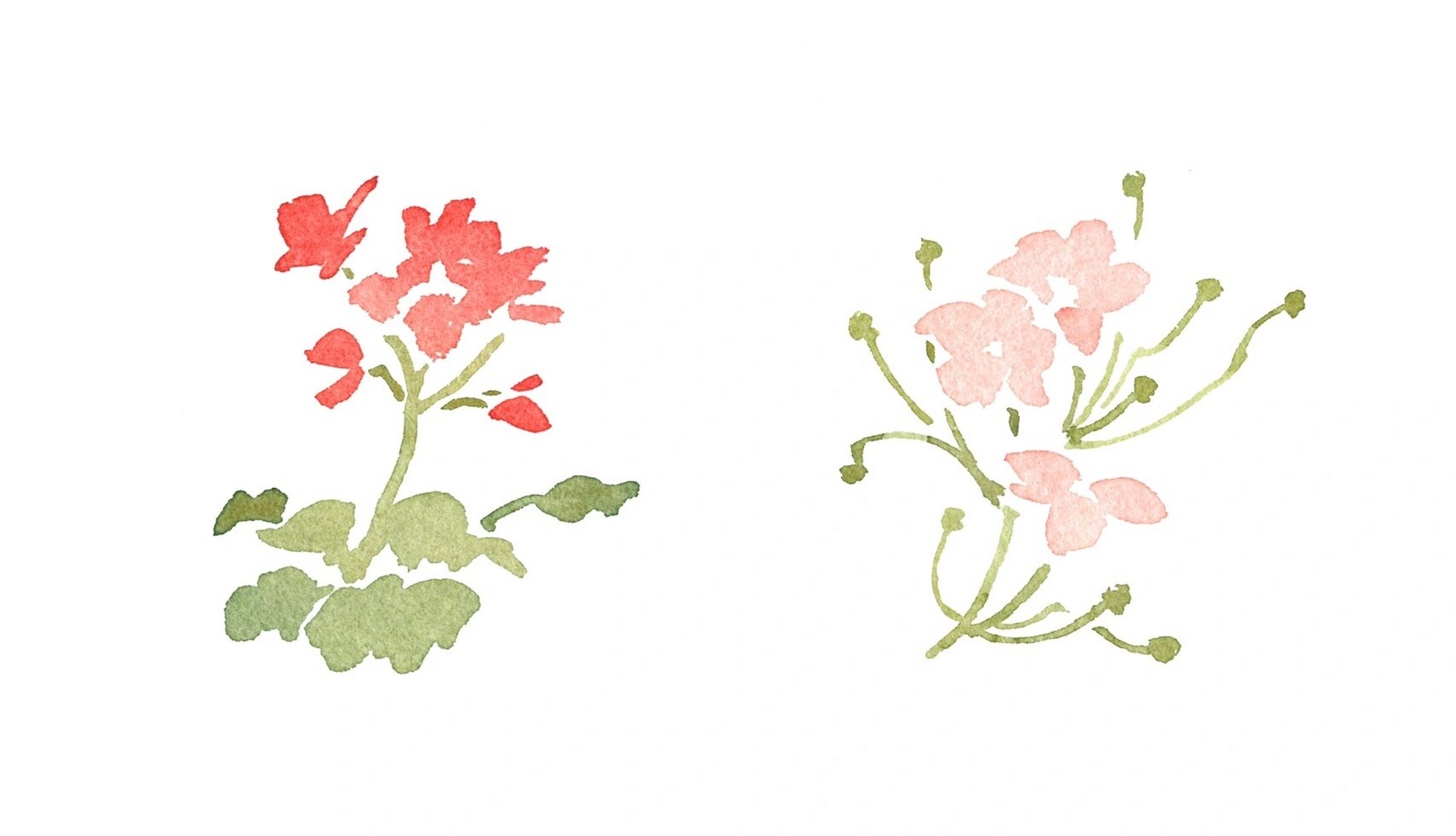 极简水彩 |用最简单的笔法画植物 比起柔嫩的花瓣,绚烂的颜色,我更