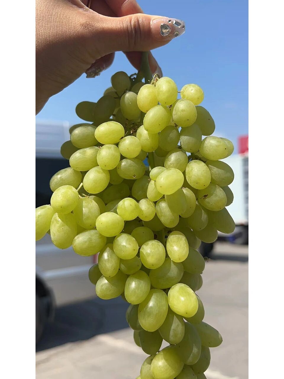 马奶提真是夏天最经济实惠好吃的水果 目前的马奶提口感已经到达巅峰