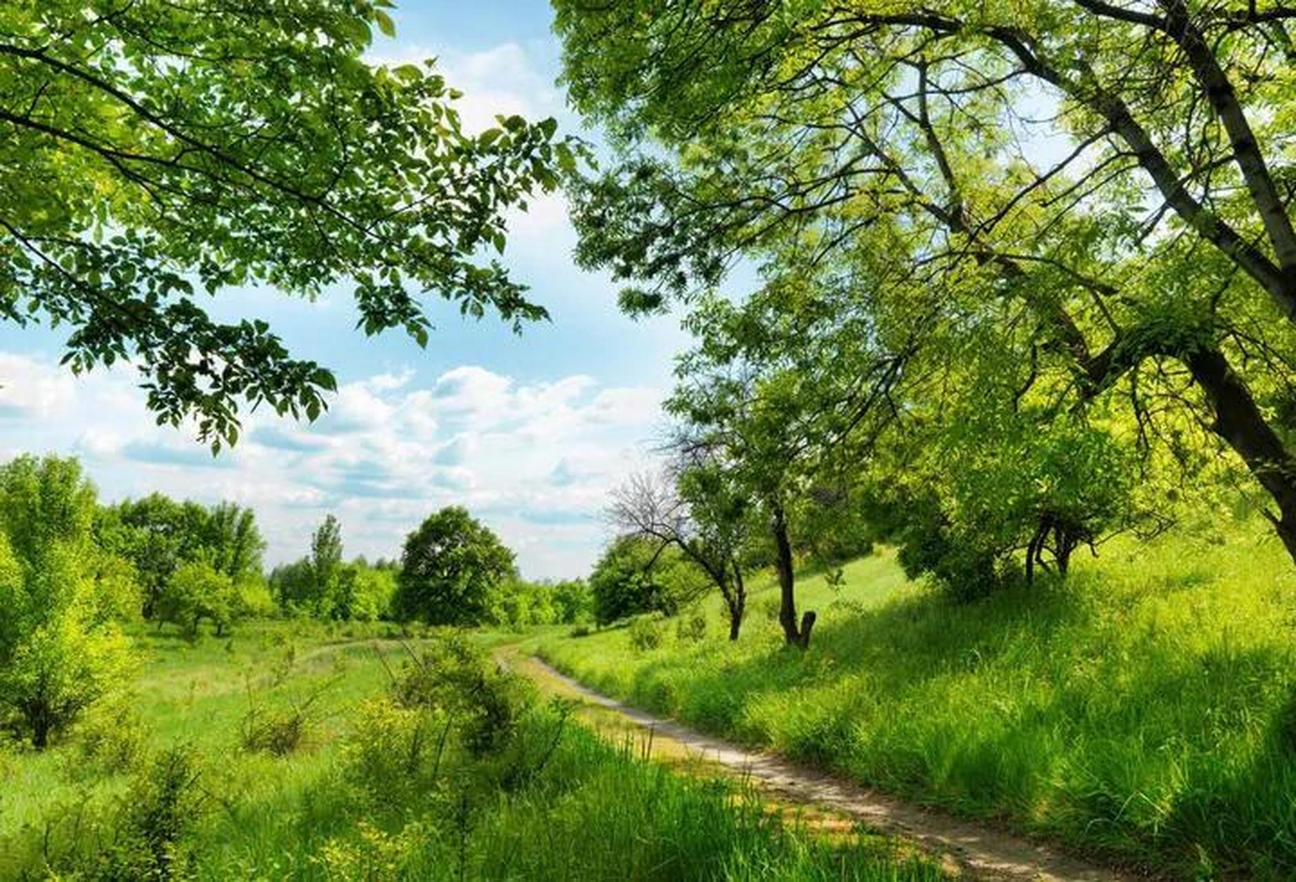 乡村  走在纵横交错的田埂小路上 一幅盎然生机的图画 让人心旷神怡