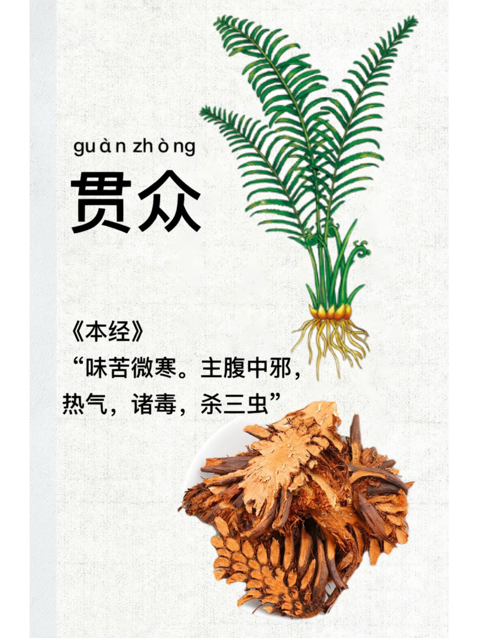 绵马贯众是一种清热药 第22天:识《贯众》 16615别名:白枝,狗青