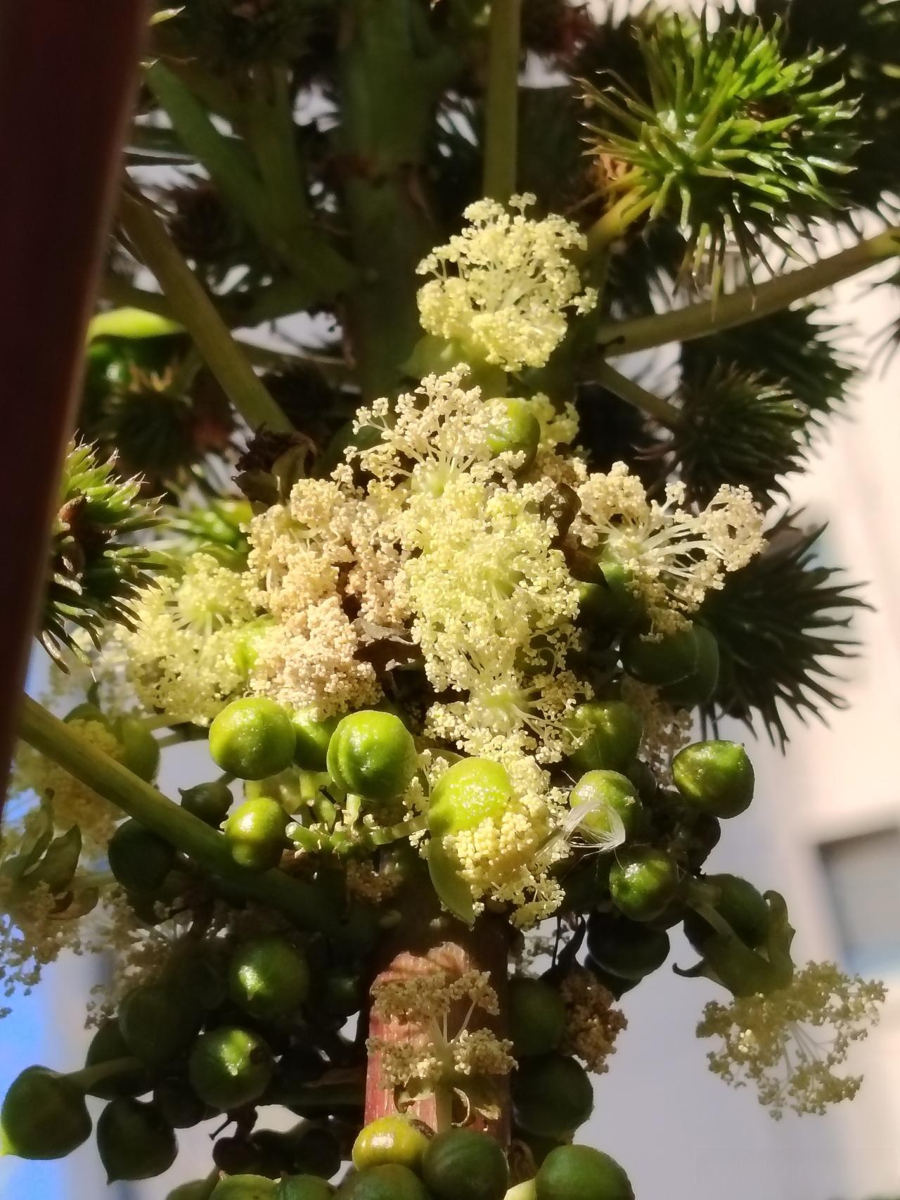 蓖麻外表朴实的毒油选手 蓖麻长得特接地气叶片大得能当小扇子