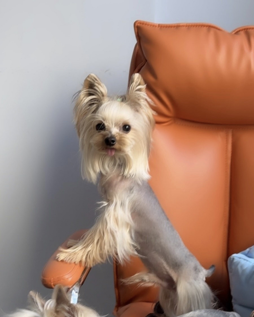 家庭自繁约克夏 父母以及祖辈都是拖地长毛 金头银背,眼鼻比例好,还有