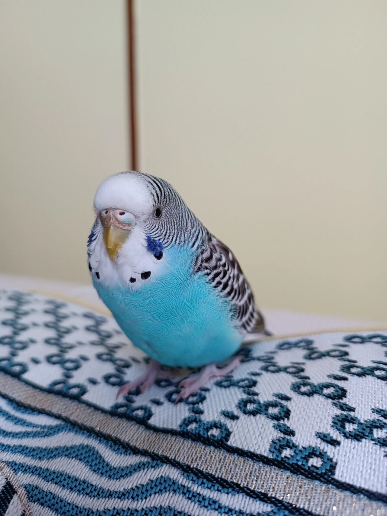 给这只虎皮鹦鹉取个名字吧 一只在花鸟市场买的小虎皮,接回来一个星期