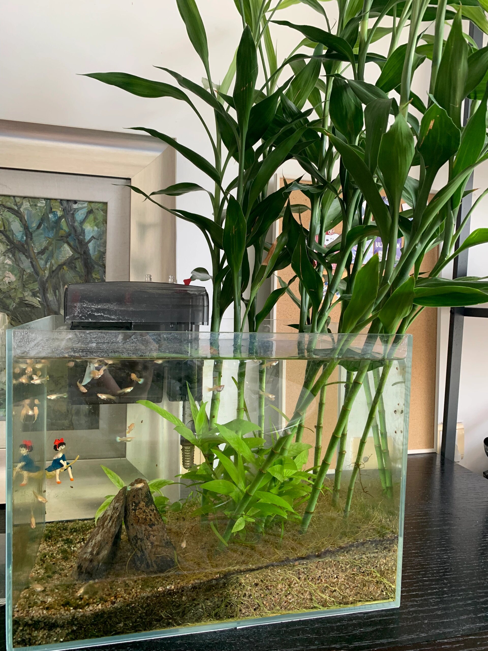 我的富贵竹生态鱼缸