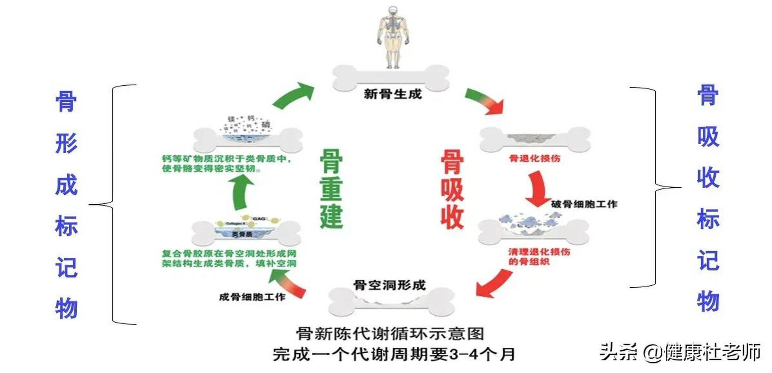 02 充足的光照会促进维生素d的生成,维生素d对钙质吸收起到关键作用