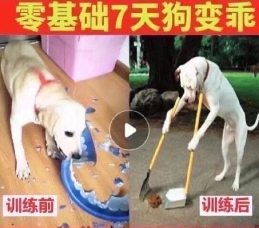 哈哈哈 训狗教程 七天后狗都会扫地了