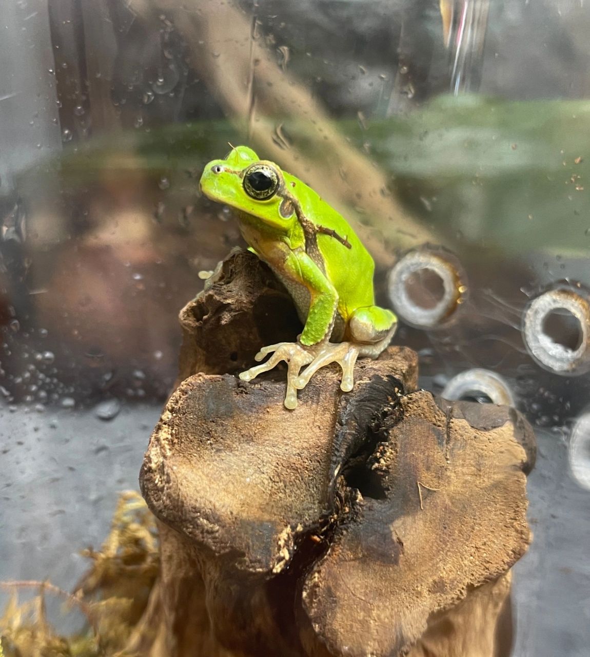 华西雨蛙90饲养攻略78 华西雨蛙因低廉的价格,翠绿的外表和灵动的